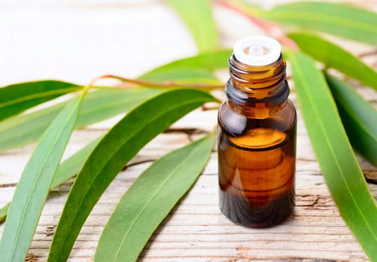 Olio Essenziale di Eucalipto: Proprietà e Benefici